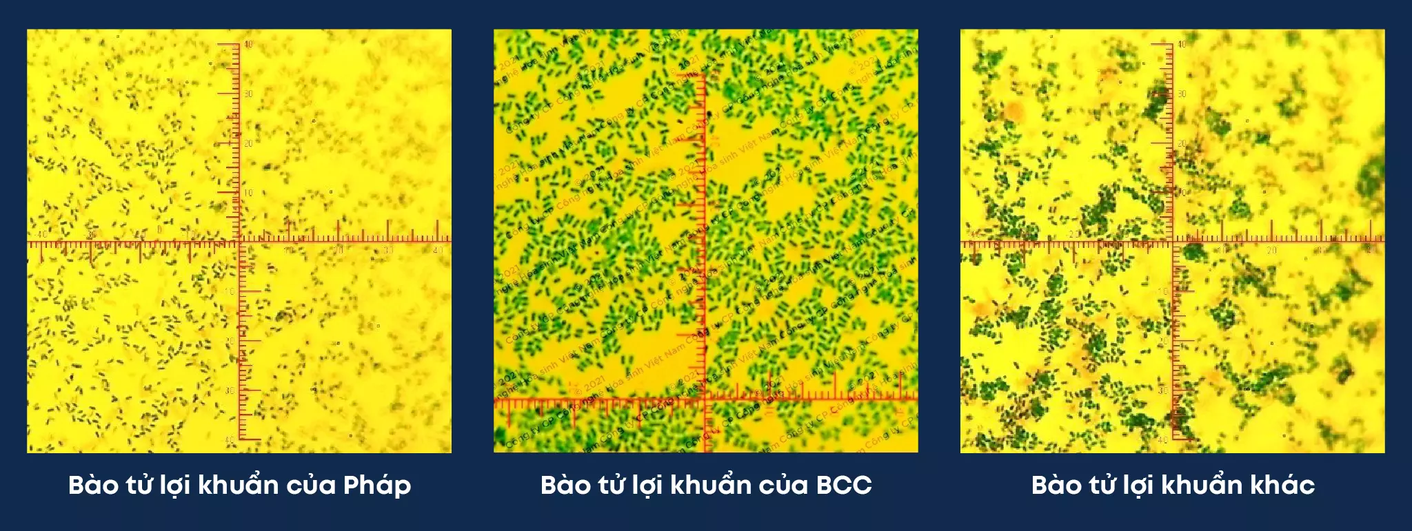 bào tử lợi khuẩn của bcc