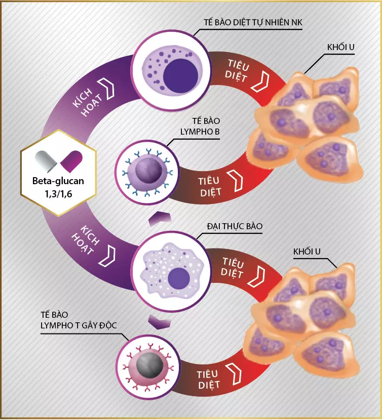 beta glucan hỗ trợ điều trị ung thư