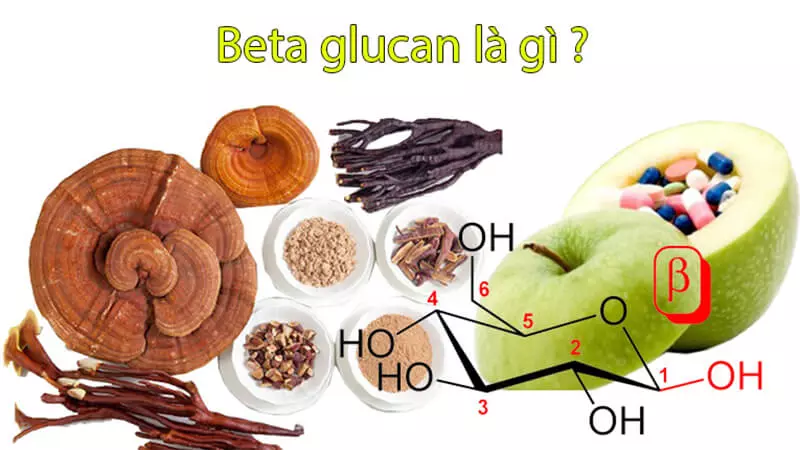 Yeast Beta Glucan là gì? Lợi ích tuyệt vời của Yeast Beta Glucan đối với sức khỏe