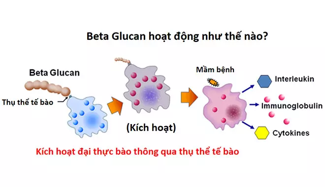 cách thức hoạt động của beta glucan