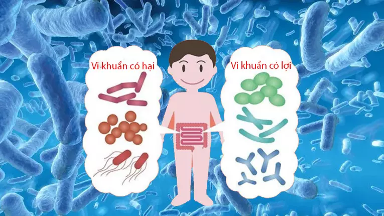 cách thức hoạt động của lactobacillus