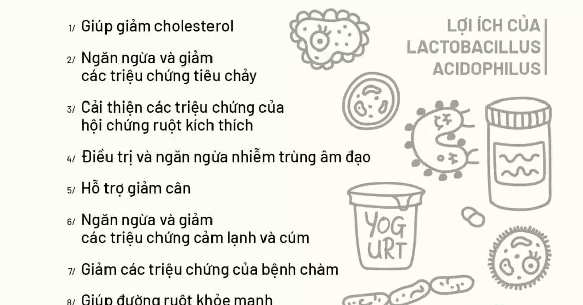 công dụng lactobacillus