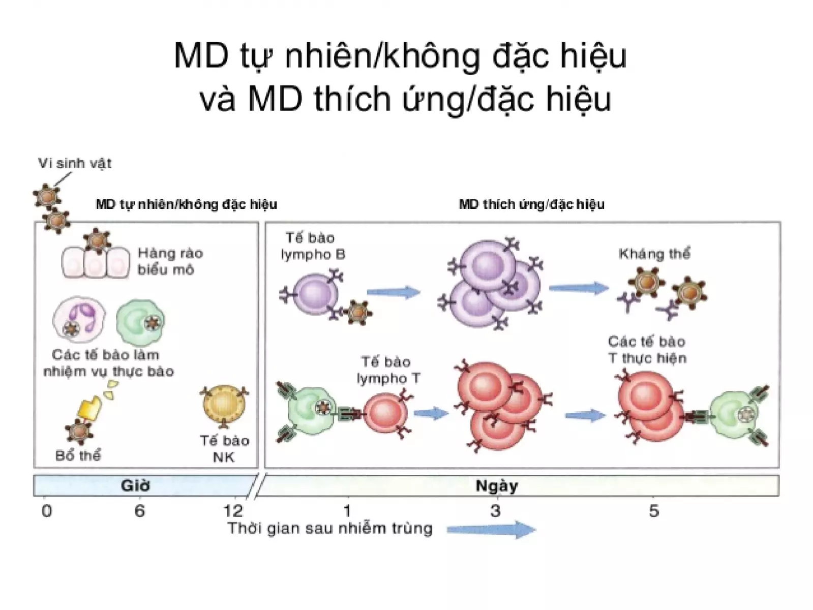 miễn dịch đặc hiệu và miễn dịch không đặc hiệu