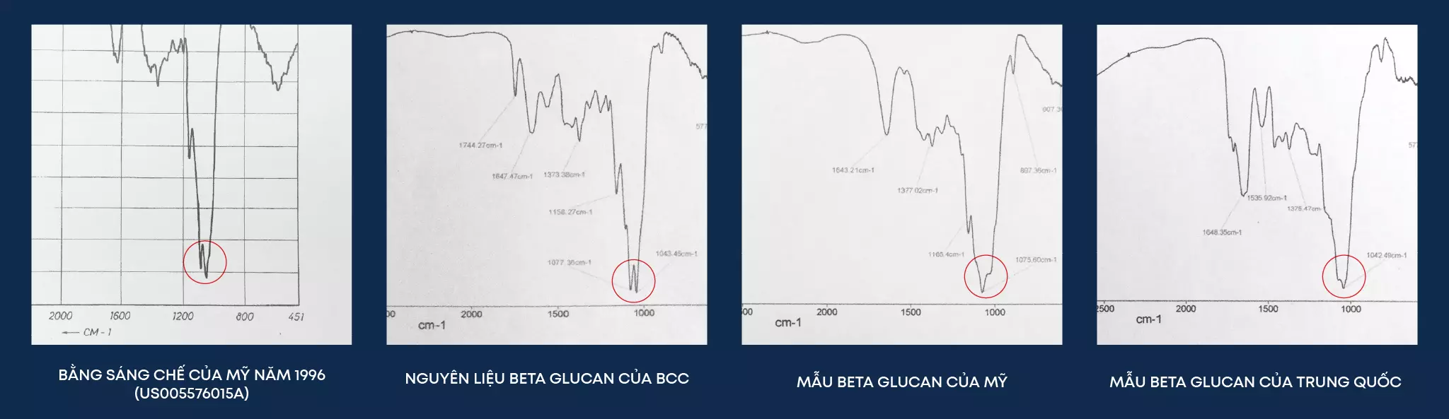 phổ beta glucan của bcc