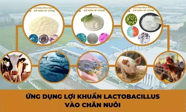 ứng dụng lợi khuẩn lactobacillus vào chăn nuôi