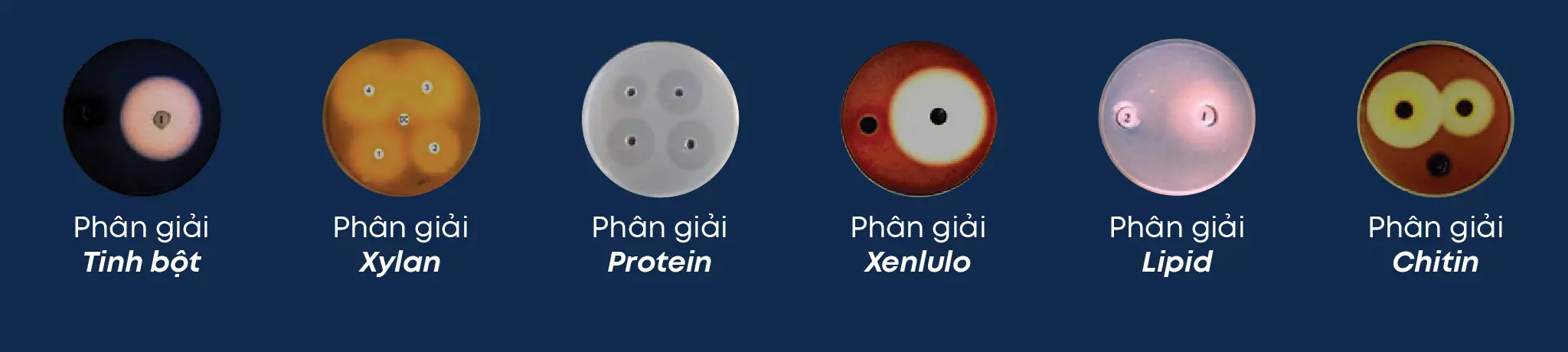 vi sinh enzyme