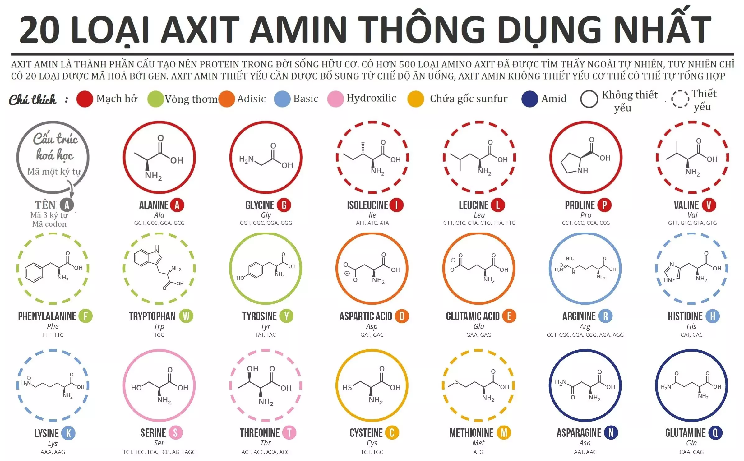 20 loại axit amin thông dụng