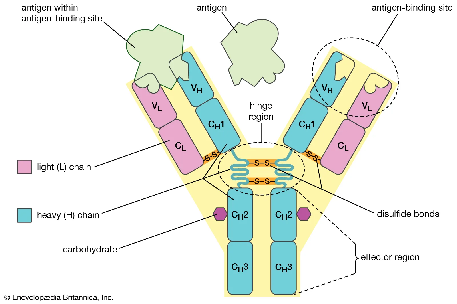 cấu trúc igg