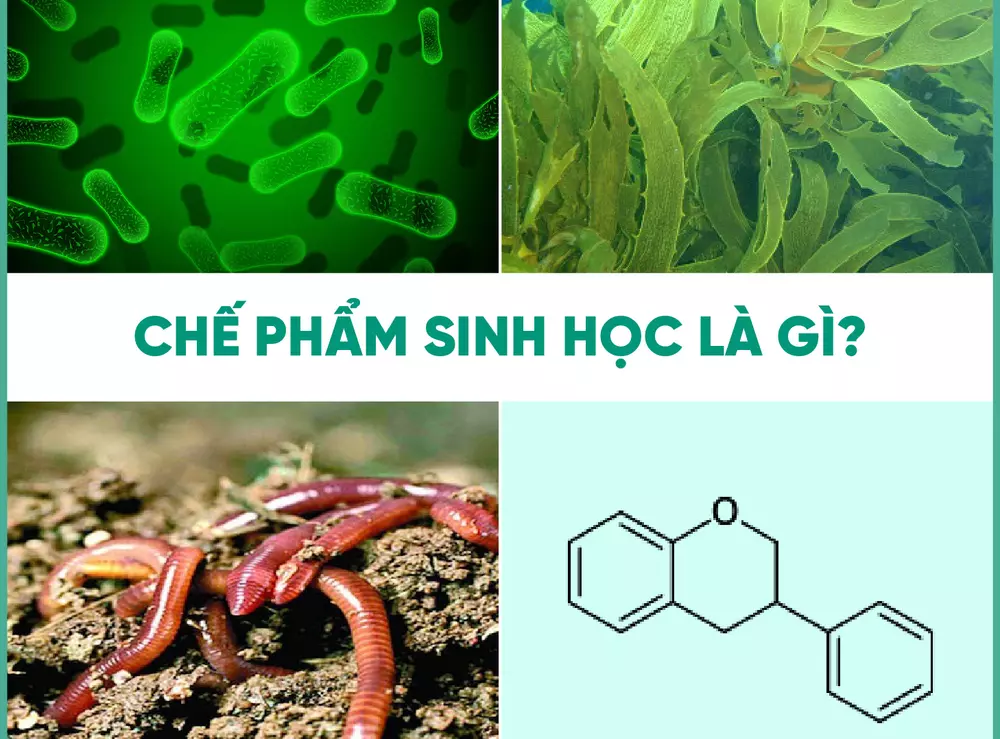 chế phẩm sinh học là gì