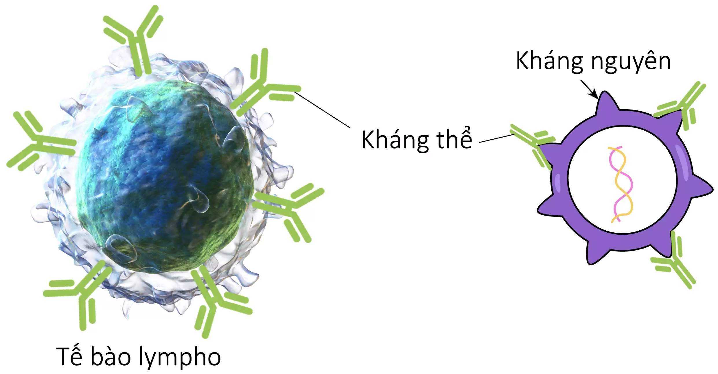 gắn kết kháng thể kháng nguyên