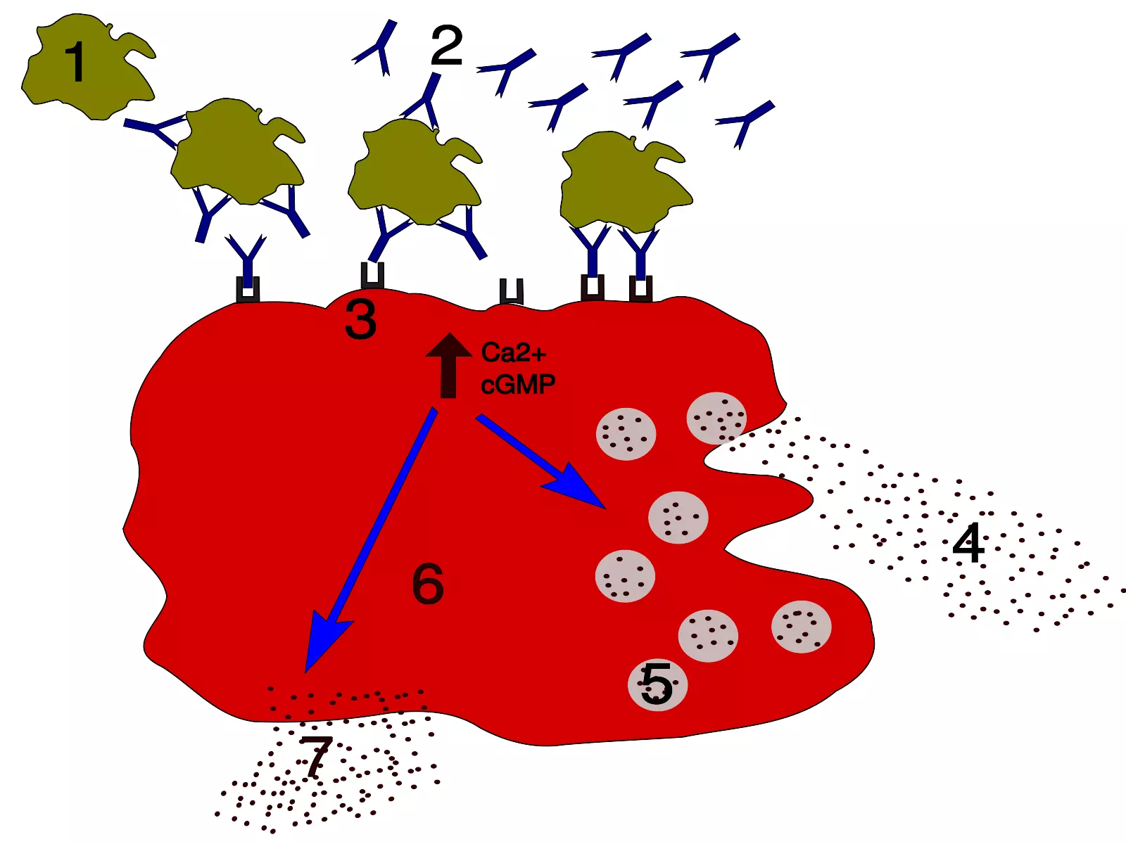 globulin miễn dịch e