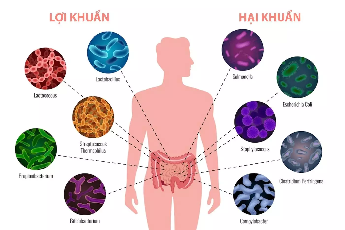 một số loại vi khuẩn