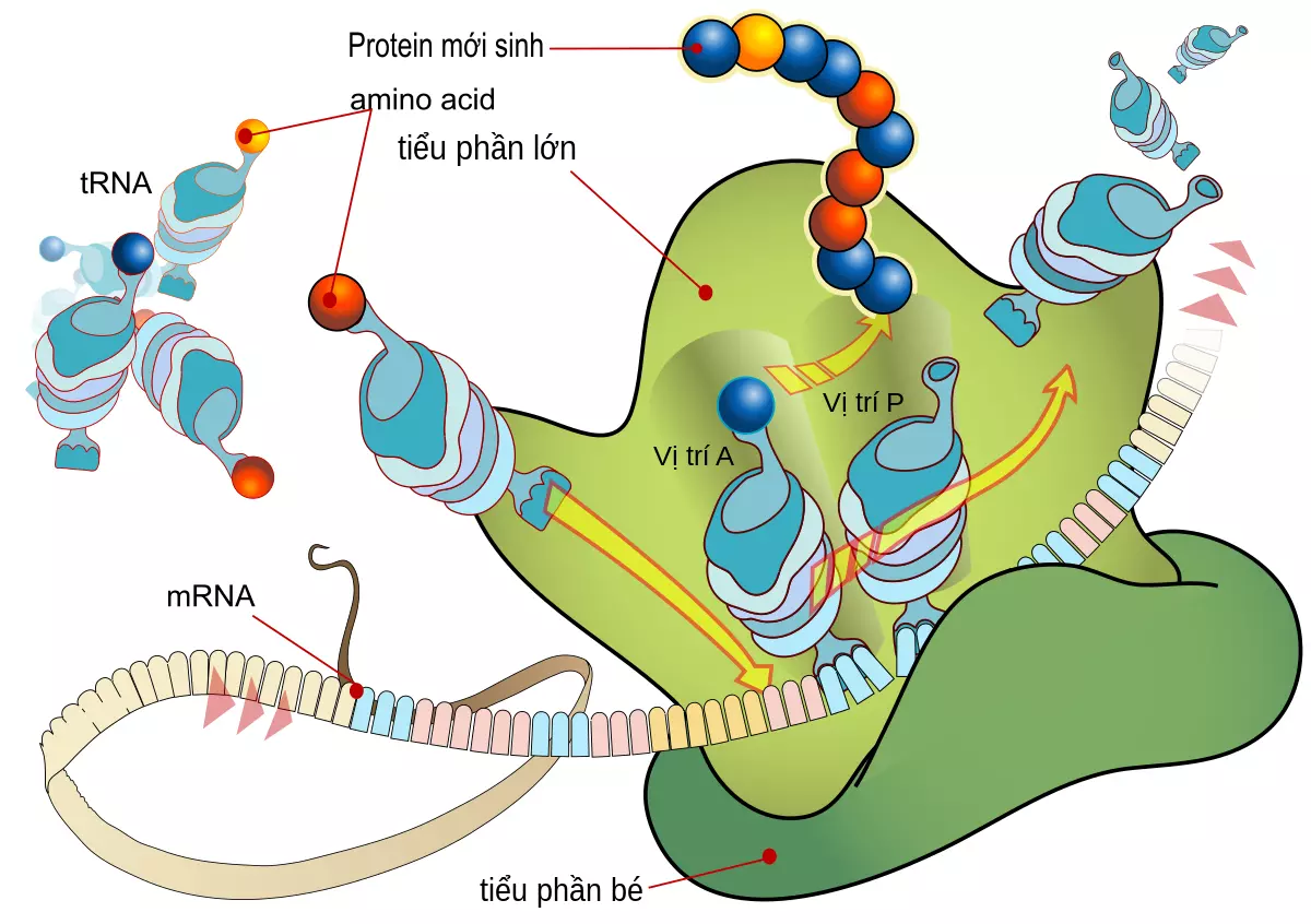 sinh tổng hợp protein