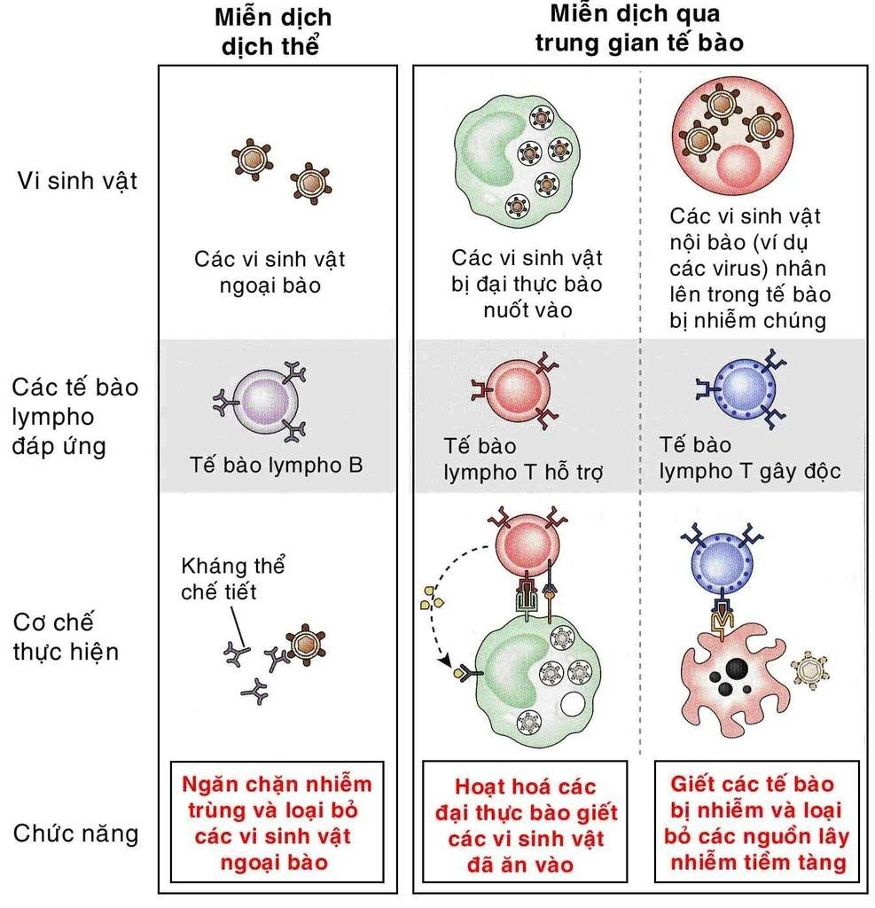 các loại đáp ứng miễn dịch