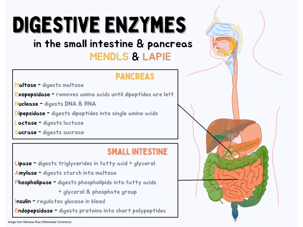 các loại enzyme tiêu hóa