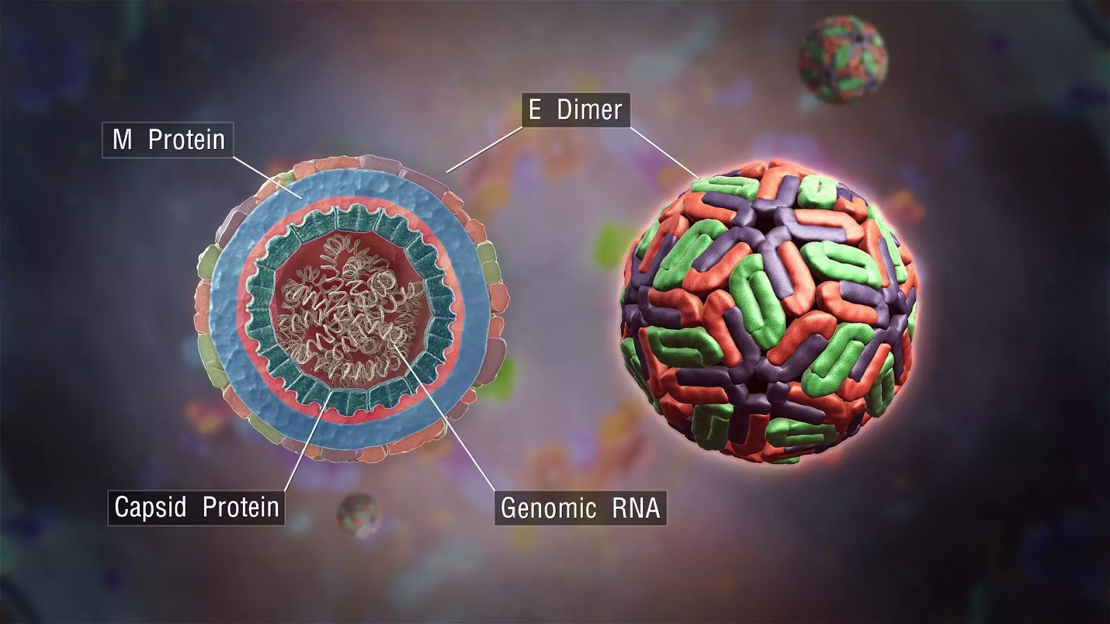 đáp ứng miễn dịch với virus