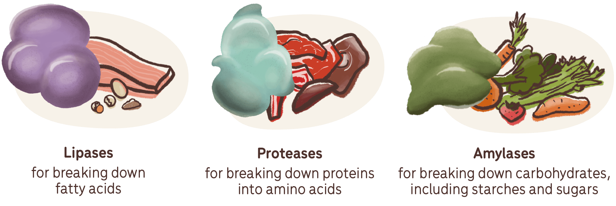 một số loại enzyme tiêu hóa