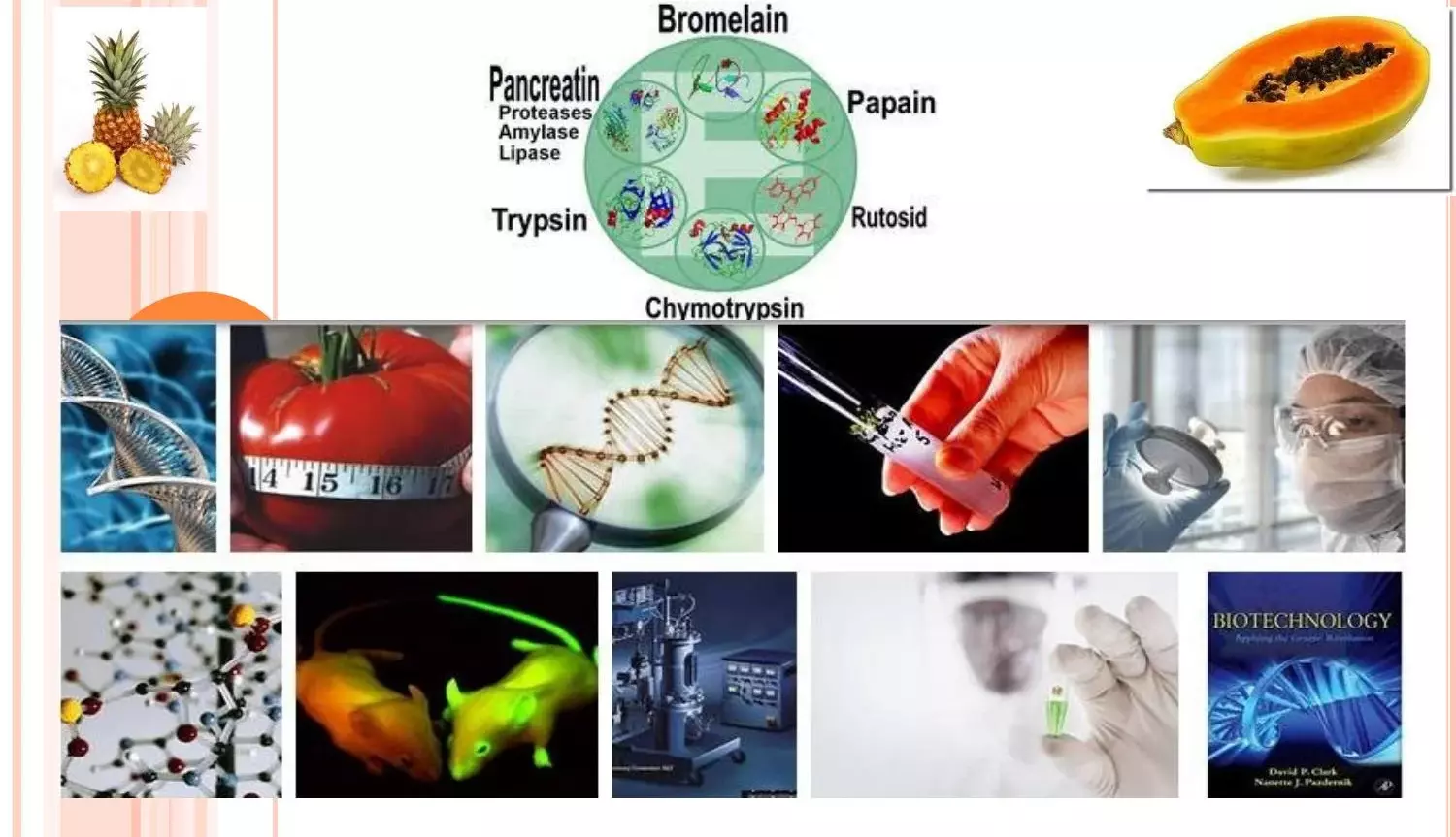 một số loại enzyme và vai trò