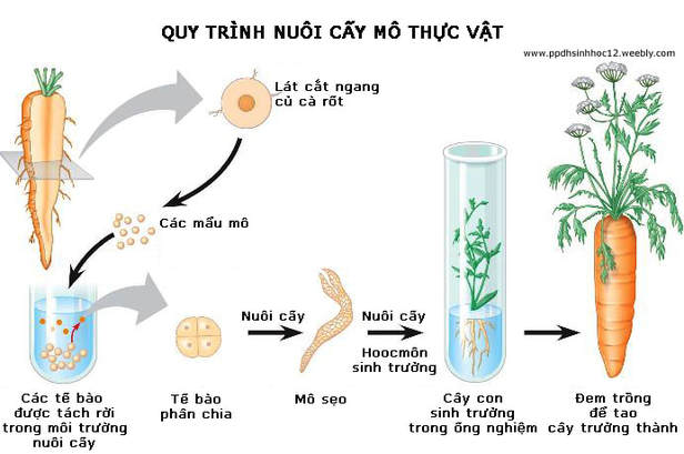 quy trình nuôi cấy mô thực vật