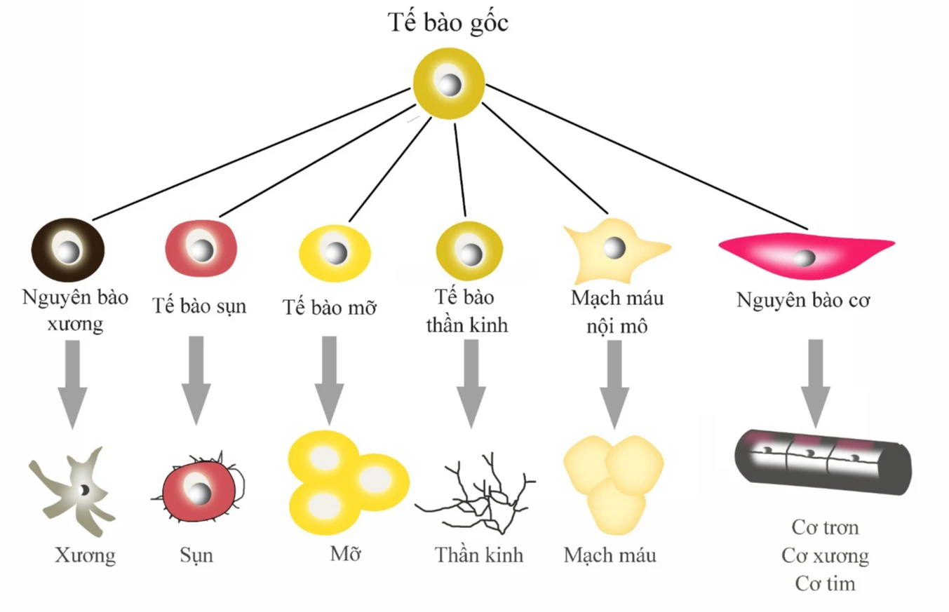 tế bào gốc