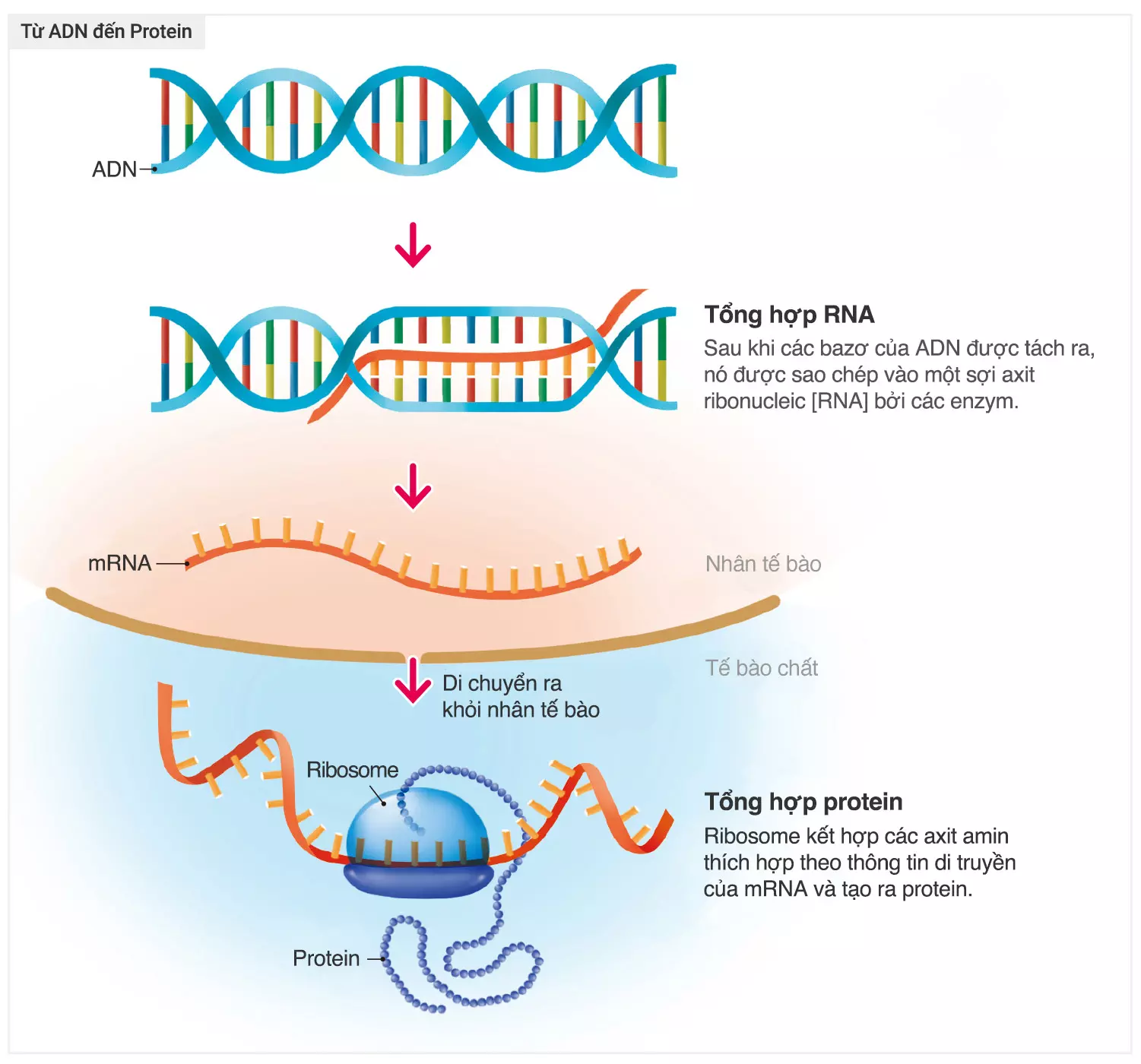 các bước truyền thông tin của dna