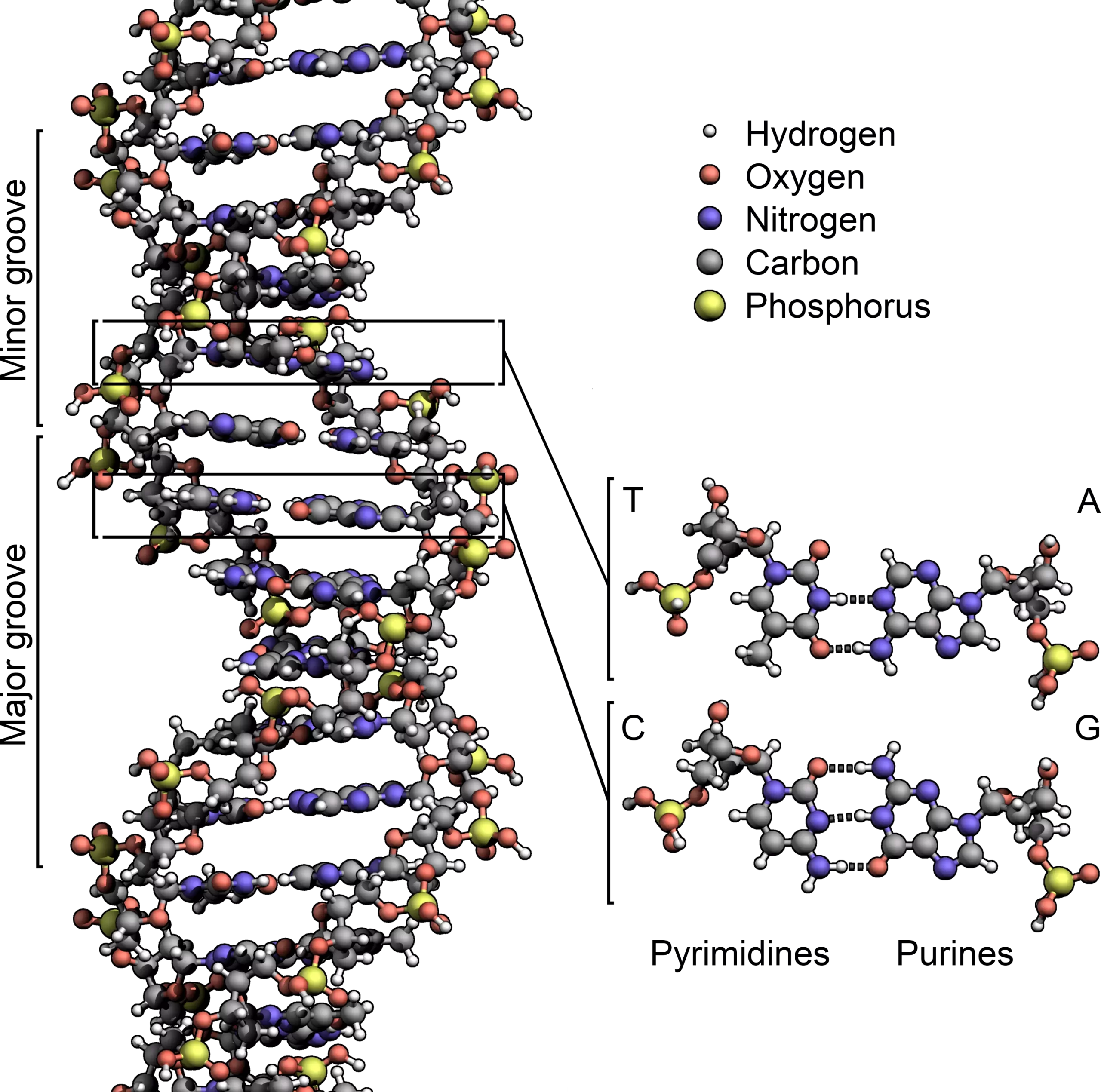 cấu trúc adn