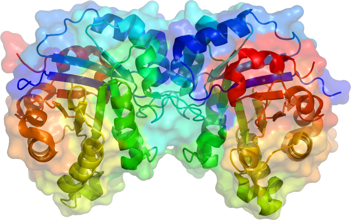 cấu trúc enzyme