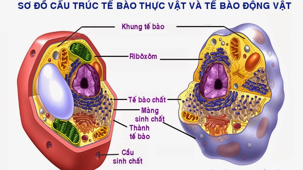 cấu trúc tế bào thực vật và động vật