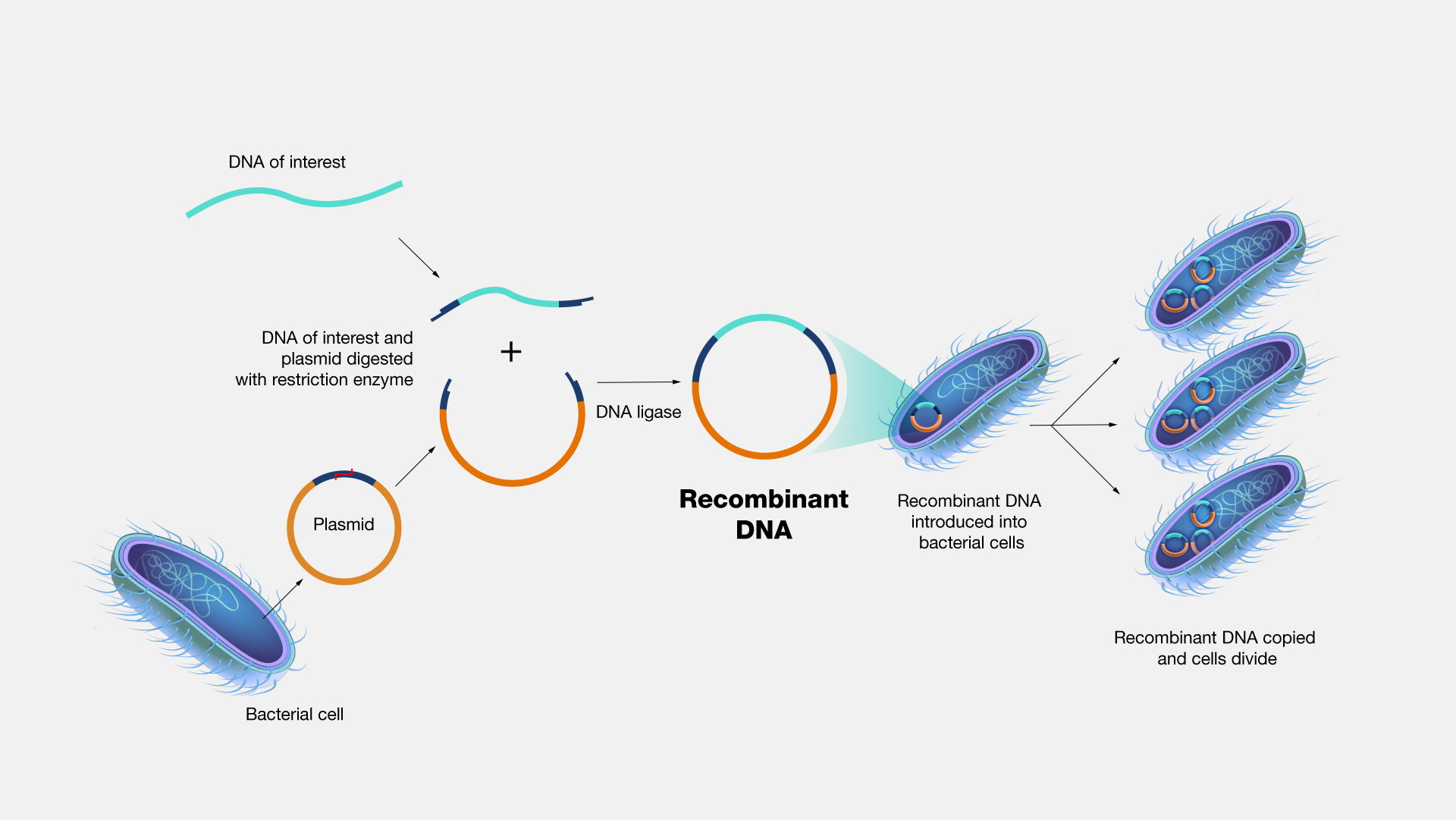 công nghệ dna tái tổ hợp