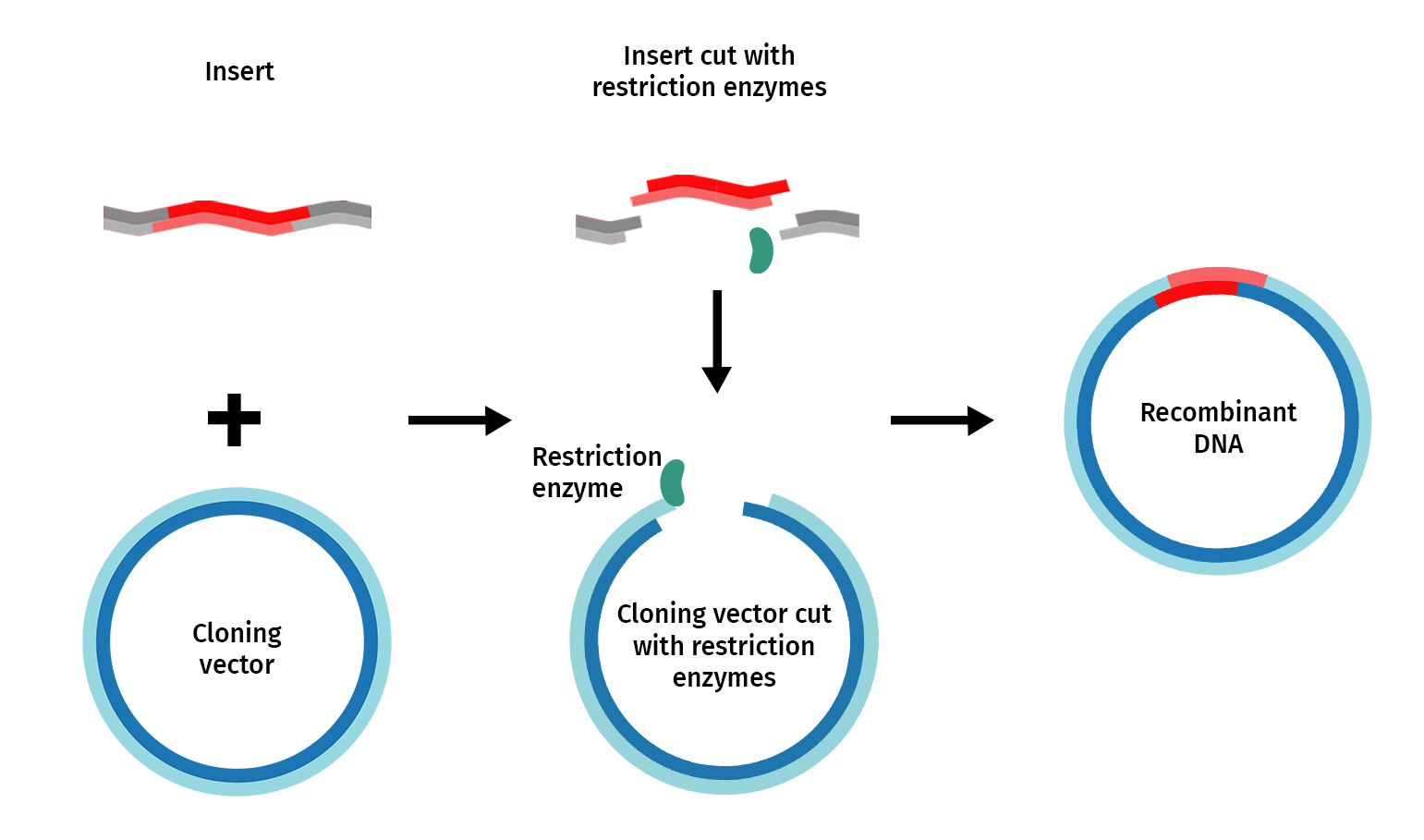 enzyme cắt và enzyme nối hoạt động