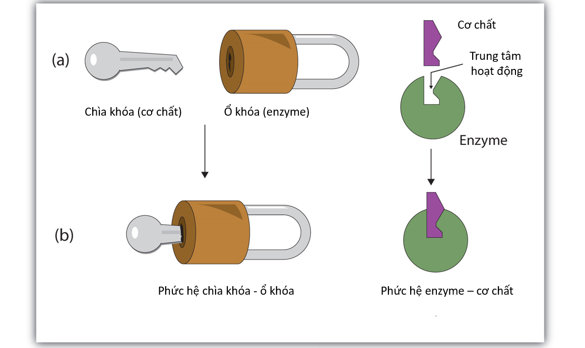 enzyme cơ chế hoạt động