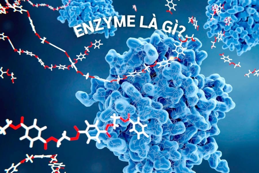 enzyme là gì