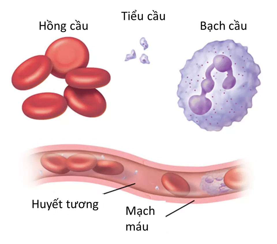 hồng cầu trong thành phần cấu tạo máu