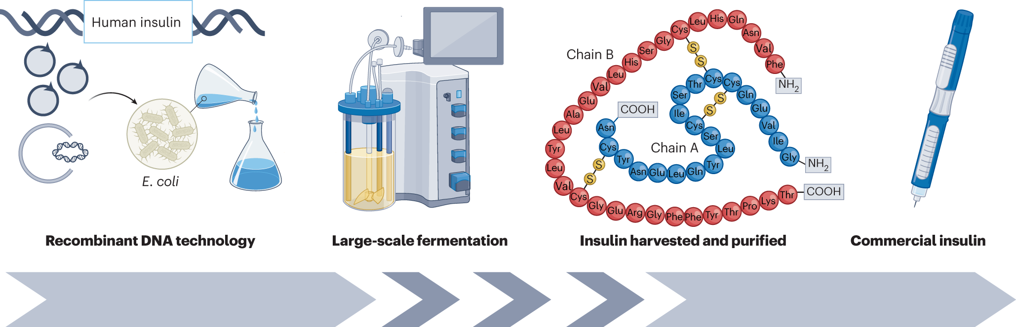 insulin ở người