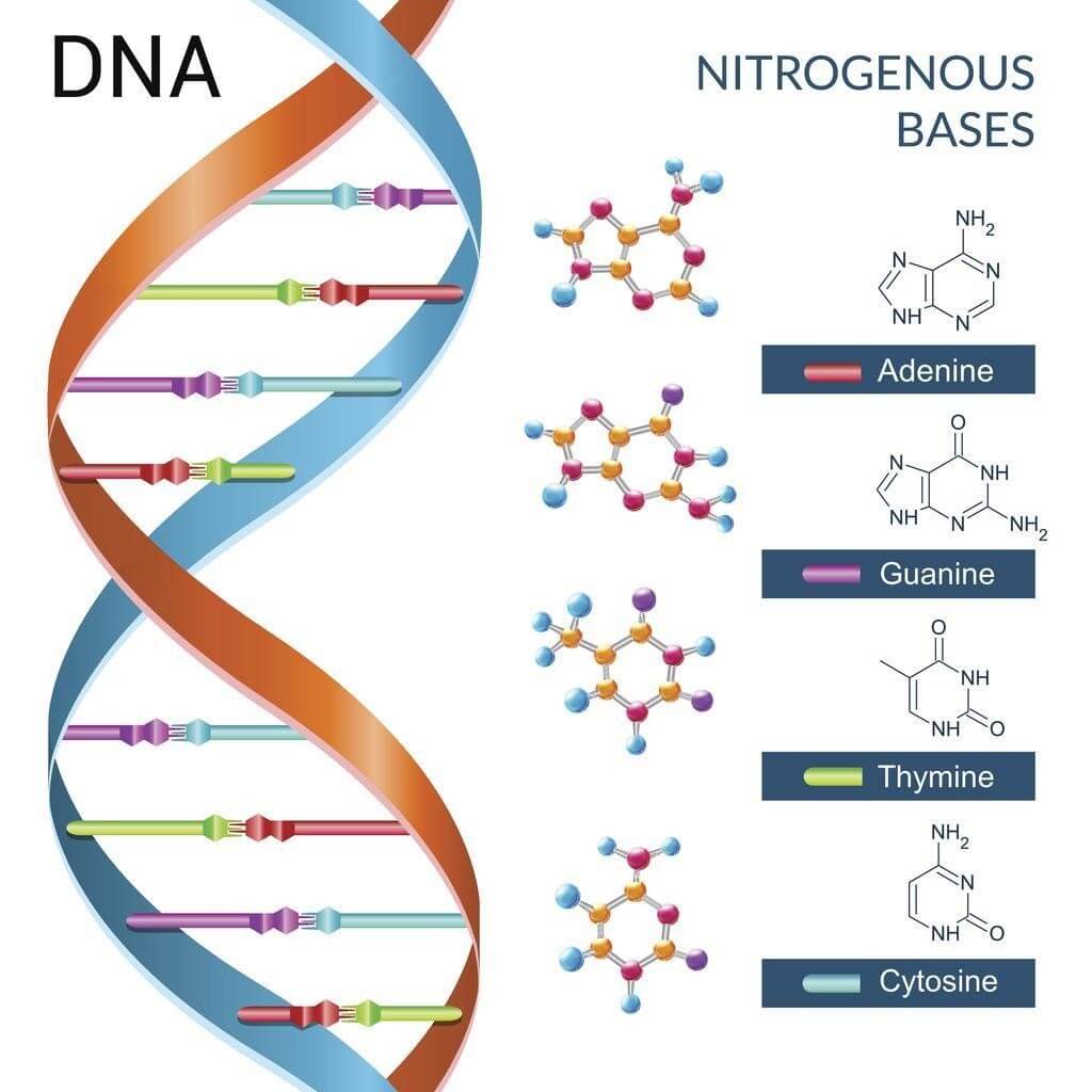 khái niệm dna