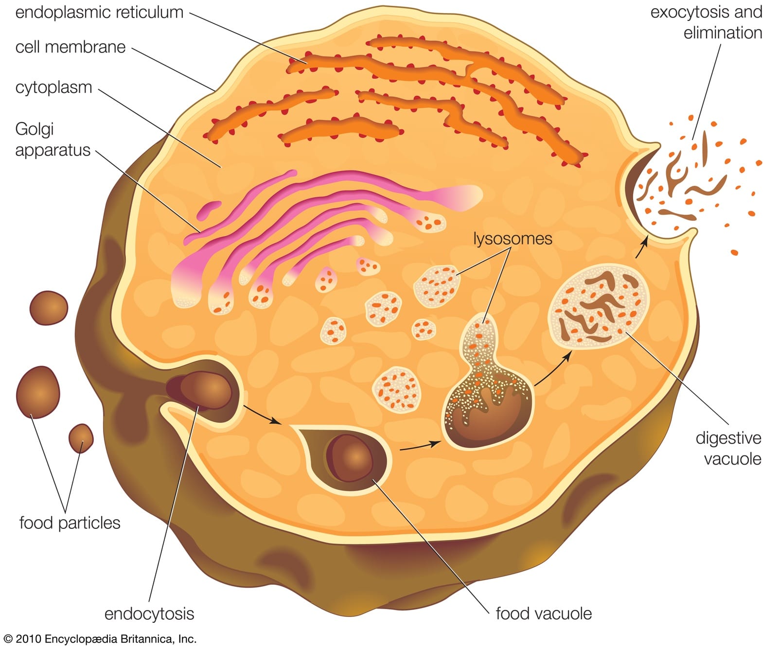 lysosome