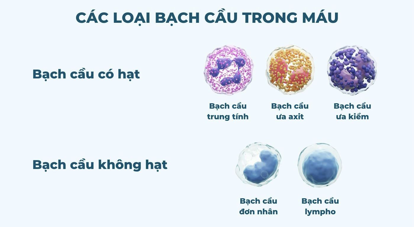 một số loại bạch cầu trong máu