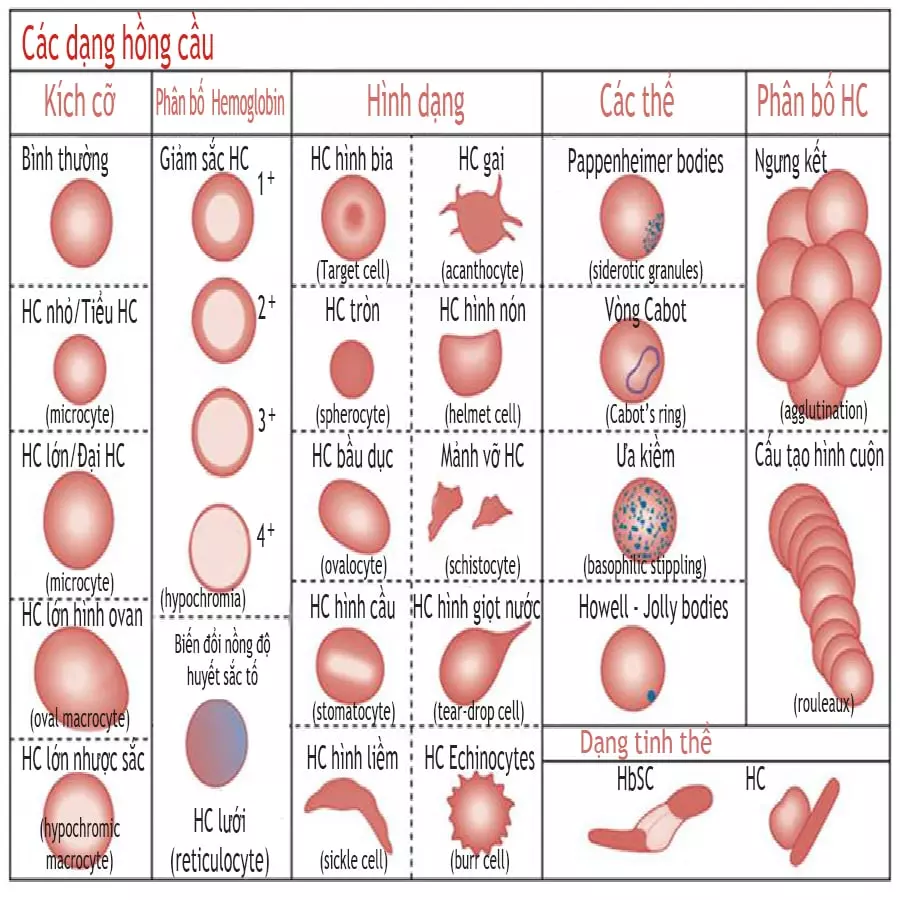 một số loại hồng cầu