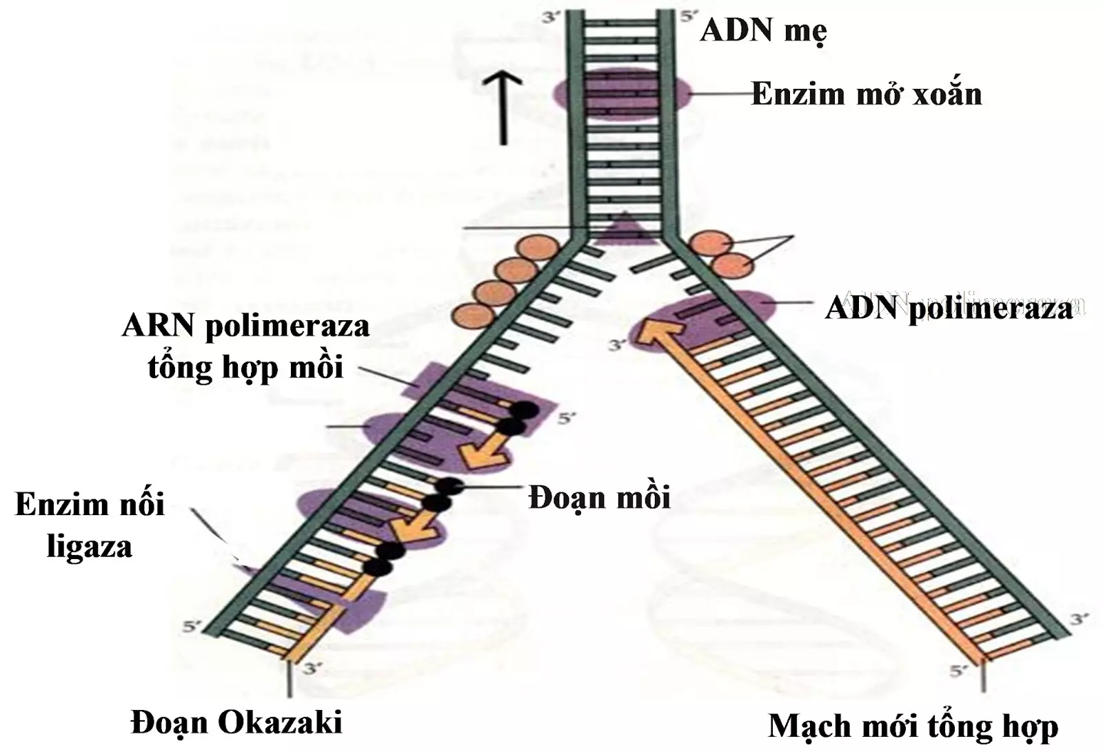 Ở Tế Bào Nhân Thực Quá Trình Nhân Đôi ADN: Cơ Chế và Ý Nghĩa Sinh Học