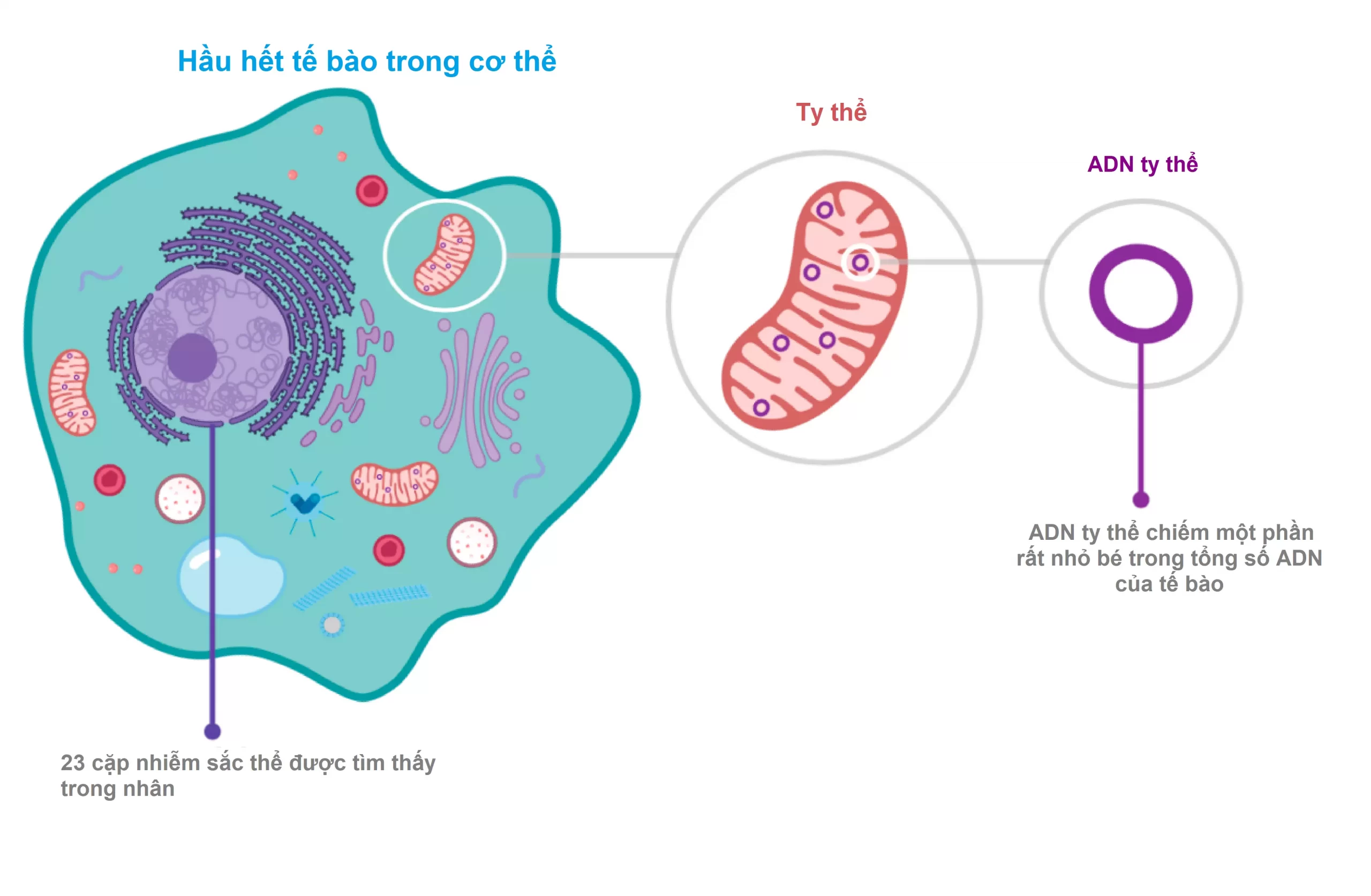 số lượng dna