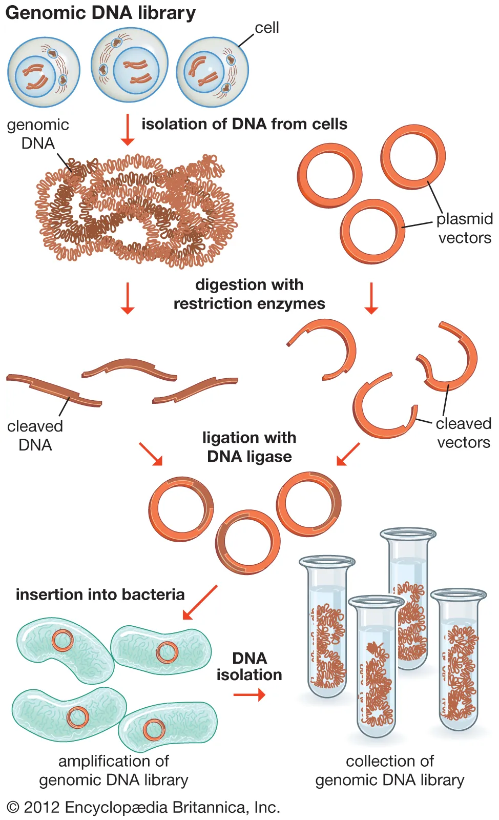 thư viện hệ gen dna