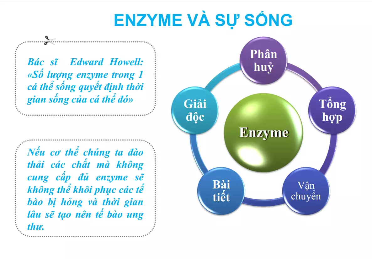 vai trò của enzyme