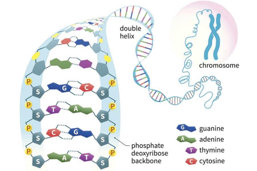 axit nucleic