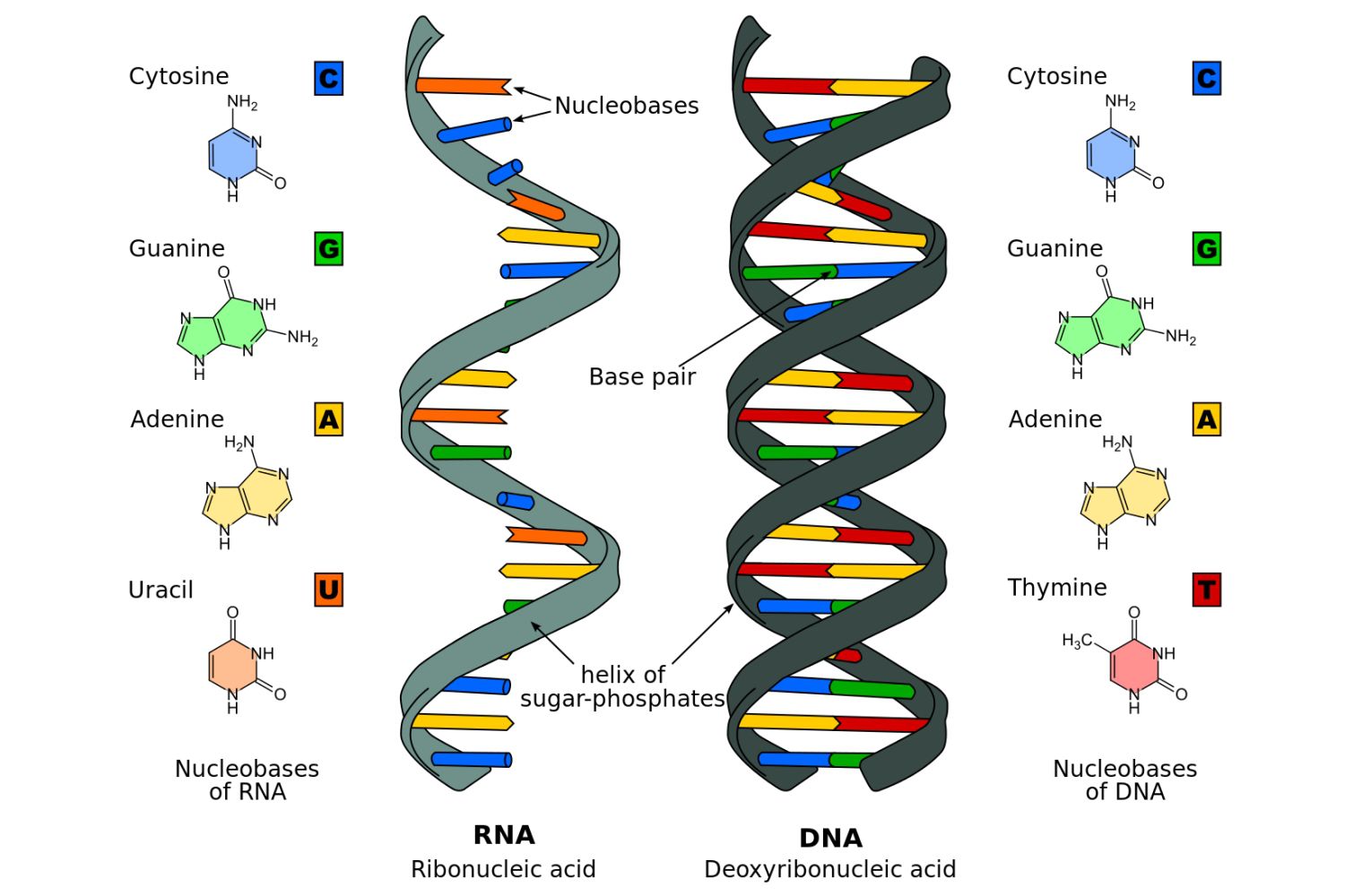 axit nucleic là gì