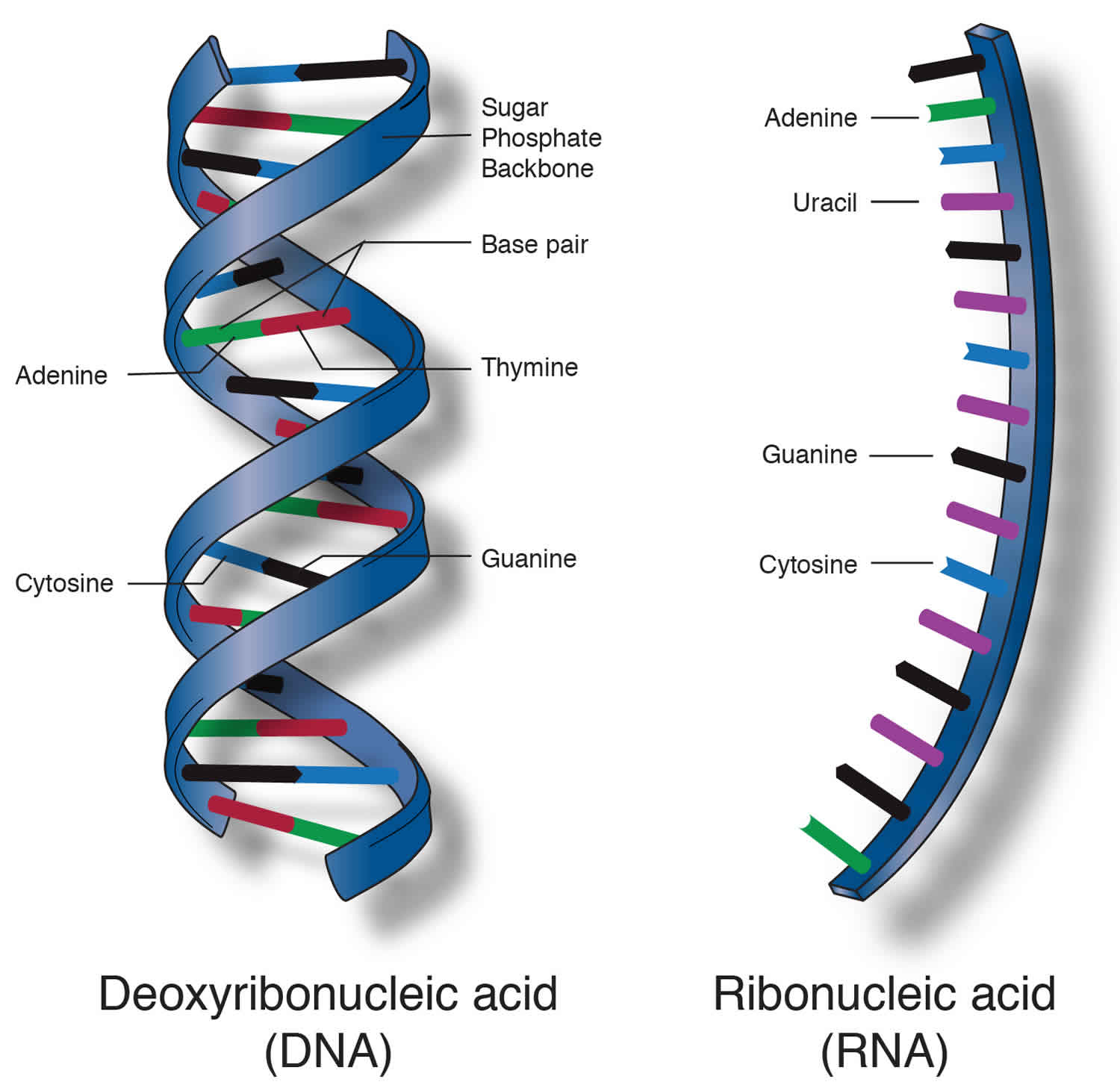 cấu trúc adn và rna