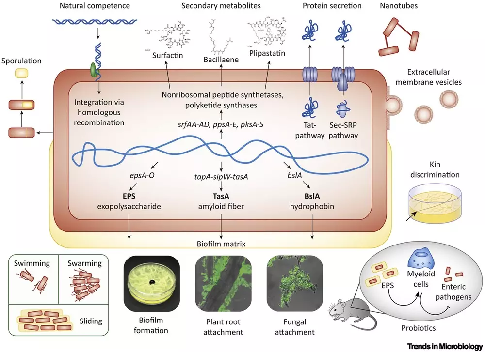 cấu trúc bacillus subtilis