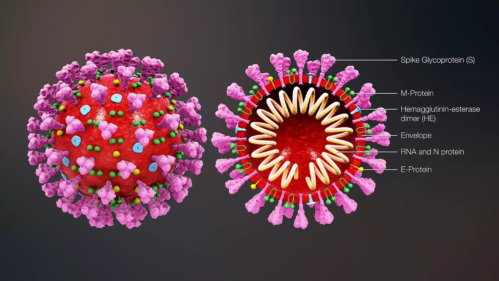 cấu trúc virus