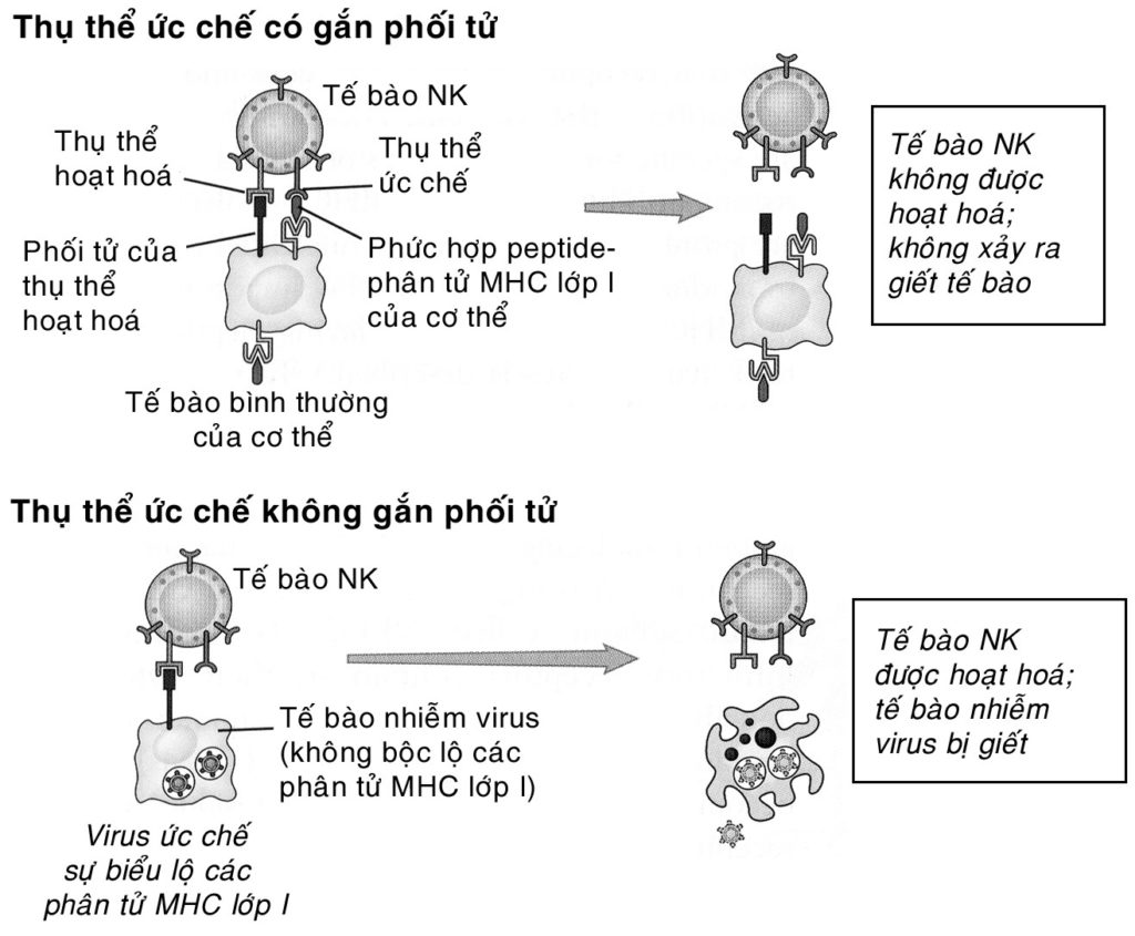 cơ chế hoạt động tế bào nk