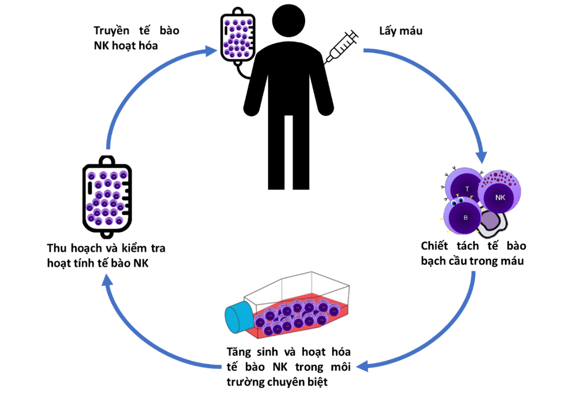 liệu pháp tế bào nk
