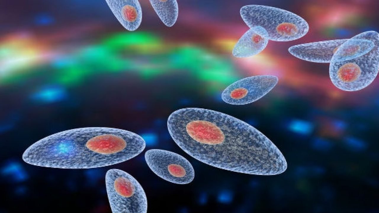 nhiễm trùng toxoplasma